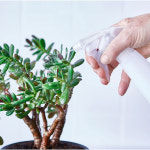 이케아 토마트 분무기 1개