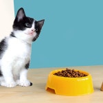 강아지밥그릇 고양이 사료 물 그릇 식기 밥통 급식기