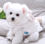 강아지의류 래빗 보아플리스 BND-W40