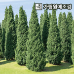 문그로우 상록수 정원수 가림원예조경 문그로우 4치포트 2개1세트 1개