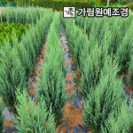 문그로우 상록수 정원수 가림원예조경 문그로우 4치포트 2개1세트 1개