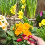 엄지 정리기 다기능 정원 칼 야채 과일 따기 장치 가지 치기 도구 실용적인 원예