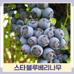 블루베리나무 묘목 스타 삽목4년생 결실주 분 1개