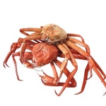 노가네 영덕 A급 프리미엄 자숙홍게 2kg