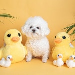 펫트너스 펫트너스 동물농장 노즈워크 장난감 인형