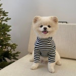 봉쥬르뚜뚜 강아지 Merry 골지 터틀넥 1개