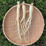 행복한홍삼 6년근 인삼 세척 수삼 삼계탕용 100g