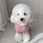 그루밍독 반려동물 기능성 하이넥 이너 티셔츠 1개