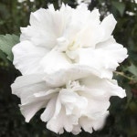 심폴 신품종 겹꽃 무궁화나무 묘목 백설방 삽목2년특묘 목하원예조경