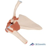 3B Scientific 인체모형 A80 1 고급형 어깨관절모형 견관절 관절과 인대