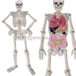 SA 인체골격 내부장기모형 만들기