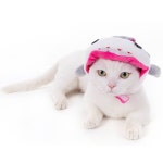 캣용품 고양이물품 고양이머리띠 고양이랑 사진찍기 복어