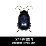 오리나무잎벌레표본-Agelastica coerulea Baly 1개