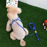 패리스독 패리스독 피너츠 X 하네스 S L 3종