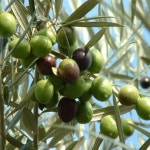 묘목 올리브 씨프레시노 키 60cm내외화분 스탠다드형 G109