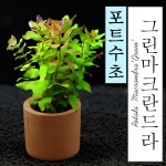 포트수초 그린마크란도라 1포트 1개