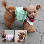 코코아허니 캔디팝프릴나시 강아지 고양이 반려동물