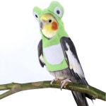 앵무새옷 애완 동물 조류 비행 스위트 의상 겨울 옷