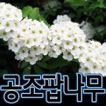 순희농장 공조팝 공조팝나무화분 H0 8 조경수 정원수 울타리