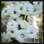 나무농장 장미조팝 15cm포트