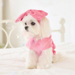 꼴레트멍멍 벌룬 탑 강아지티셔츠