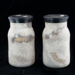 왕사슴벌레 성충 혹은 3령 애벌레 한마리 한쌍 수컷 암컷 기르기세트 사육세트 옵션선택 성충 한 쌍 순혈 초대형 68-69mm 42mm이상 1개