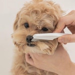 애견빗 참빗 눈꼽빗 눈물빗 대 강아지 고양이 진드기빗