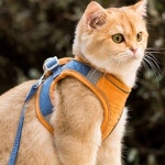 반려동물 빛반사 하네스 리드줄 M 고양이 강아지목줄