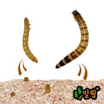 통통 극소밀웜 0 3 0 150마리 1팩 5팩