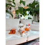 우아하고 귀여운 강아지를 위한 개르메스 린넨 세미크롭 1개