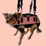 고앤프루브 강아지미용해멍 1개