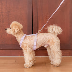 요기쏘 요기쏘 마이독 앞섬방지 H형 하네스 핸즈프리 2 5m 리드줄 세트