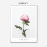 스위트 모란 꽃 액자 보테니컬 그림 인테리어 포스터