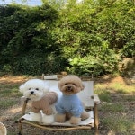 강아지옷 폴라티 퍼프 셔링 니트