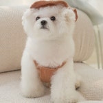 PET 강아지 옷 곰돌이 모자 세트 여름 나시 옷
