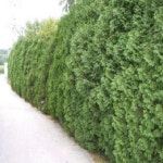 서양측백 미측백 수고1 5M 폭40CM 묘목 G0087