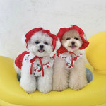 바우독 체리 프릴 수영복 모자 set 강아지 수영 바캉스 애견 물놀이 1개