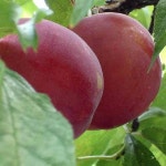 자두나무 왕자두 R3CM 결실주분 묘목 G0542