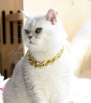 강아지 고양이 금 은 목걸이 체인 반려동물 1개