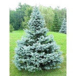 은청가문비 애리조나 포트묘 묘목 G0020