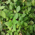 줄사철나무 포트묘 10개묶음 묘목 10개 G0284