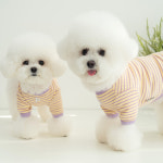 펫츠랜드 강아지옷 강아지티셔츠 앨리스티셔츠