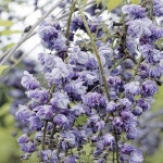 등나무 팔총흑룡 겹꽃 접목2년 수고1 0M 묘목 G0890