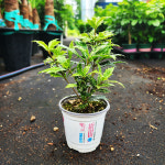 하늘농원 무늬 호랑가시 소품 가시나무 노지월동 베란다월동 1개