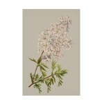 Trademark Fine Art Vision Studio의 Botanical Array II 캔버스 아트