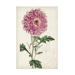 Trademark Fine Art Curtis의 Garden Gems I 캔버스 아트