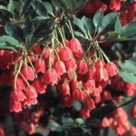 방울철쭉 레드벨스 15CM포트 묘목 G0982