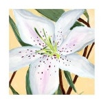 Trademark Fine Art 릴리 II 캔버스 아트 애니 워렌 14x14