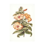 Trademark Fine Art Flowering Hibiscus I 캔버스 아트 Unknown