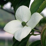 산딸나무 수고1 5M R3CM분묘 묘목 G1029